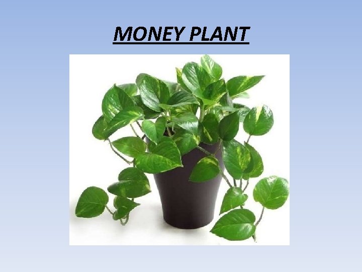 MONEY PLANT 