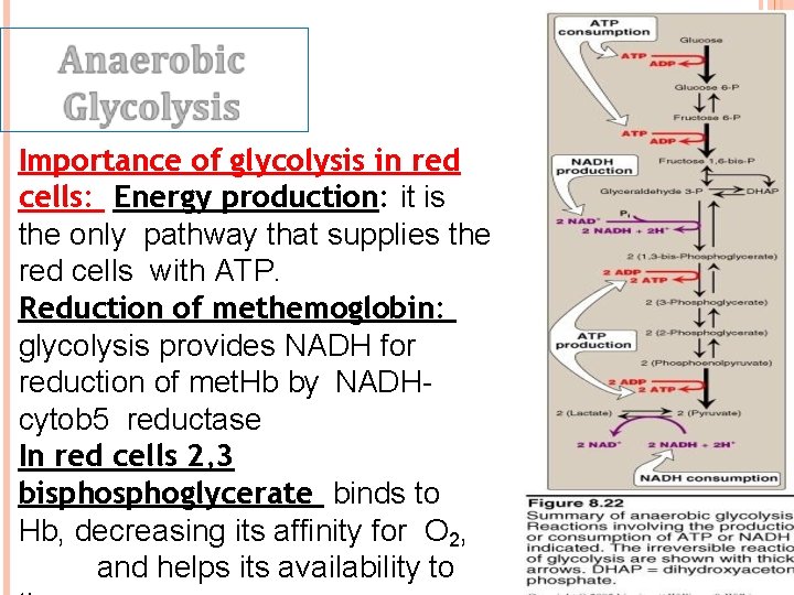 Importance of glycolysis in red cells: Energy production: it is the only pathway that