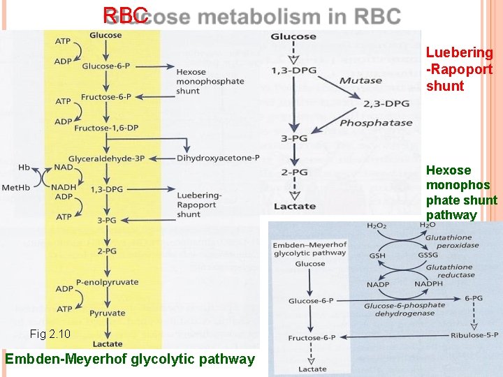 RBC Luebering -Rapoport shunt Hexose monophos phate shunt pathway Fig 2. 10 Embden-Meyerhof glycolytic