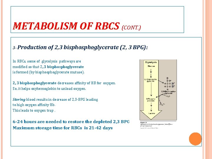 METABOLISM OF RBCS (CONT. ) 3 - Production of 2, 3 bisphoglycerate (2, 3