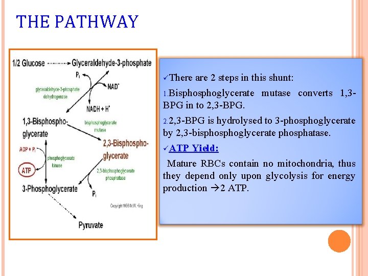 THE PATHWAY üThere are 2 steps in this shunt: 1. Bisphoglycerate mutase converts 1,