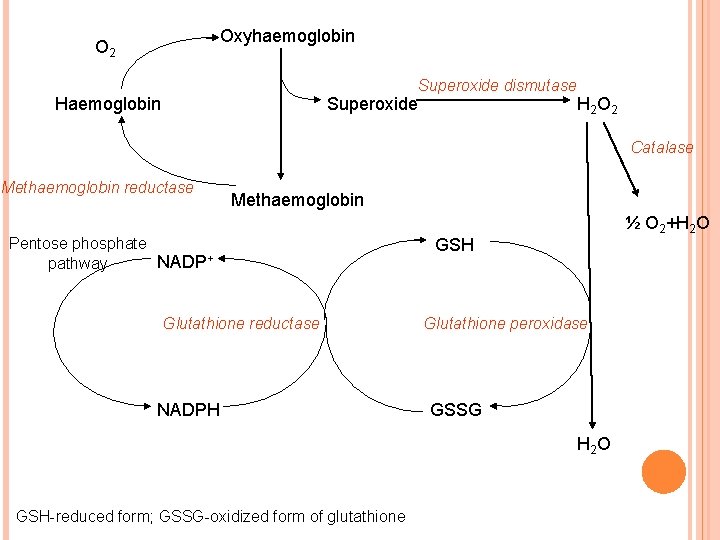 Oxyhaemoglobin O 2 Superoxide dismutase Haemoglobin Superoxide H 2 O 2 Catalase Methaemoglobin reductase