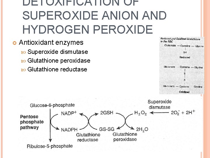 DETOXIFICATION OF SUPEROXIDE ANION AND HYDROGEN PEROXIDE Antioxidant enzymes Superoxide dismutase Glutathione peroxidase Glutathione