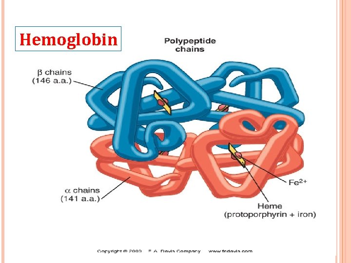 Hemoglobin 