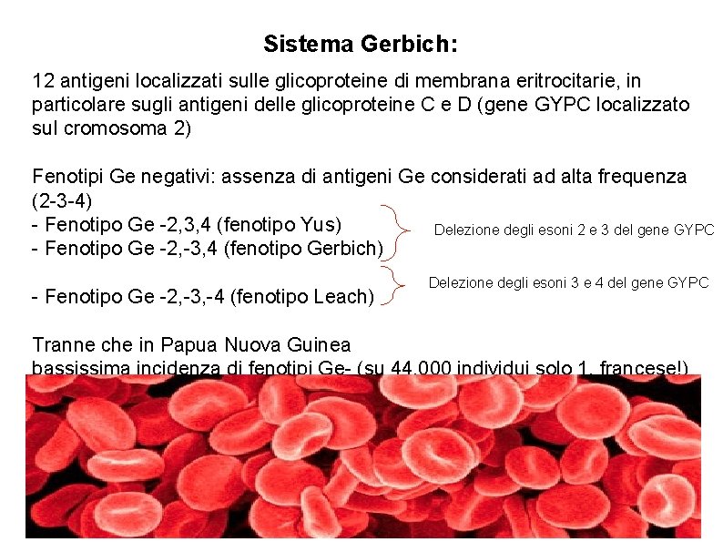 Sistema Gerbich: 12 antigeni localizzati sulle glicoproteine di membrana eritrocitarie, in particolare sugli antigeni