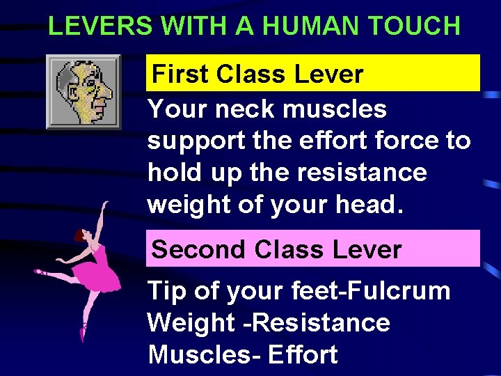 LEVERS WITH A HUMAN TOUCH First Class Lever Your neck muscles support the effort