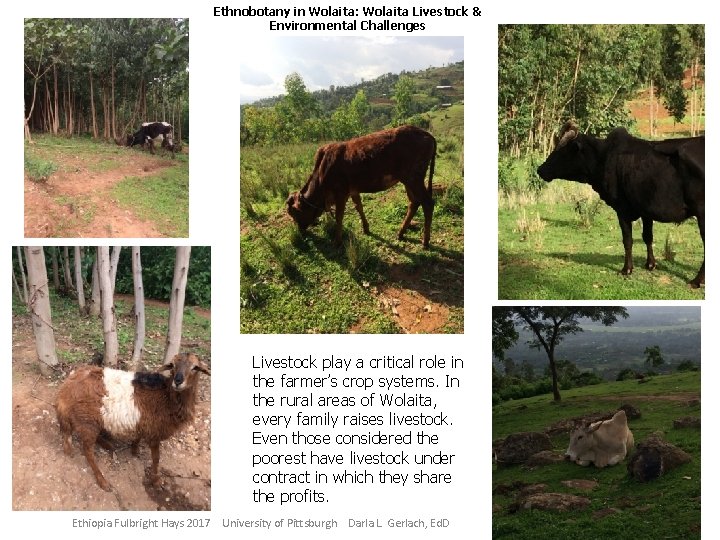 Ethnobotany in Wolaita: Wolaita Livestock & Environmental Challenges Livestock play a critical role in