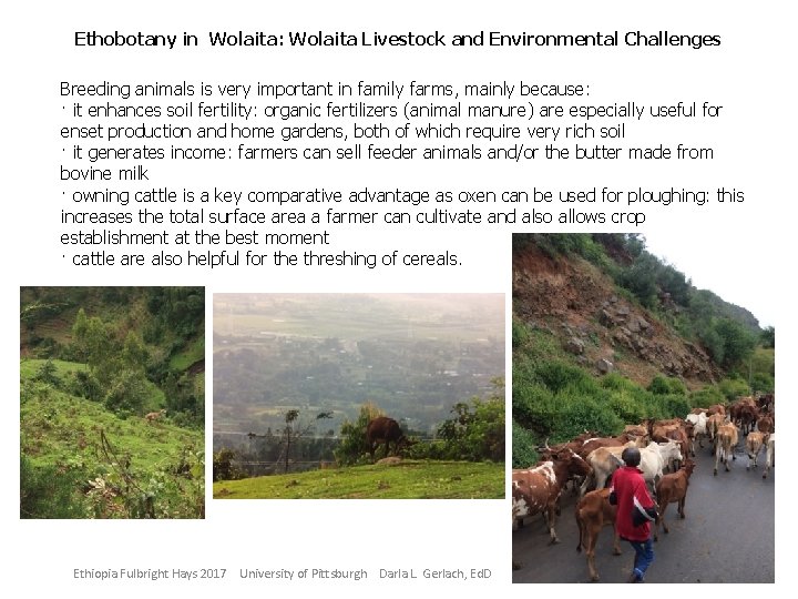 Ethobotany in Wolaita: Wolaita Livestock and Environmental Challenges Breeding animals is very important in