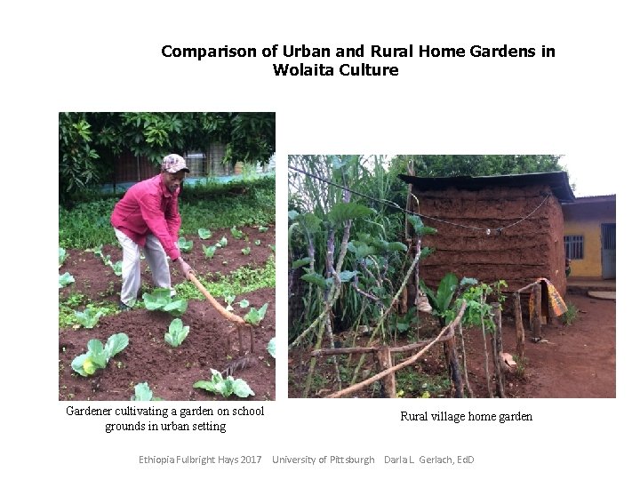 Comparison of Urban and Rural Home Gardens in Wolaita Culture Gardener cultivating a garden