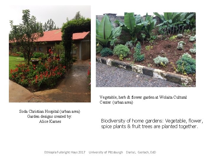 Vegetable, herb & flower garden at Wolaita Cultural Center (urban area) Soda Christian Hospital