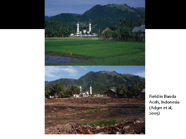 Field in Banda Aceh, Indonesia (Adger et al, 2005) 