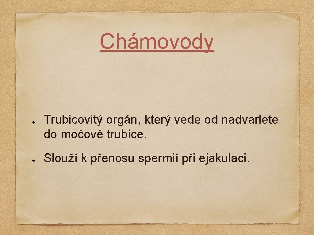 Chámovody Trubicovitý orgán, který vede od nadvarlete do močové trubice. Slouží k přenosu spermií