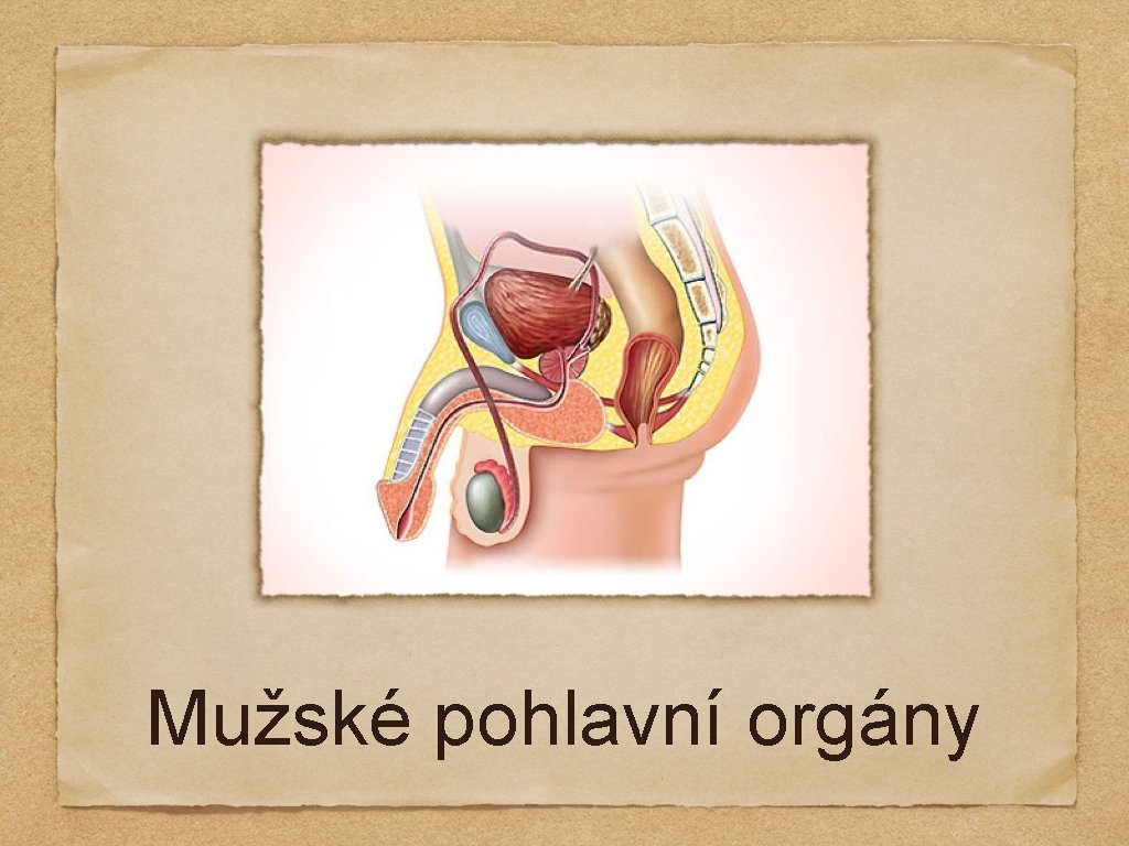 Mužské pohlavní orgány 