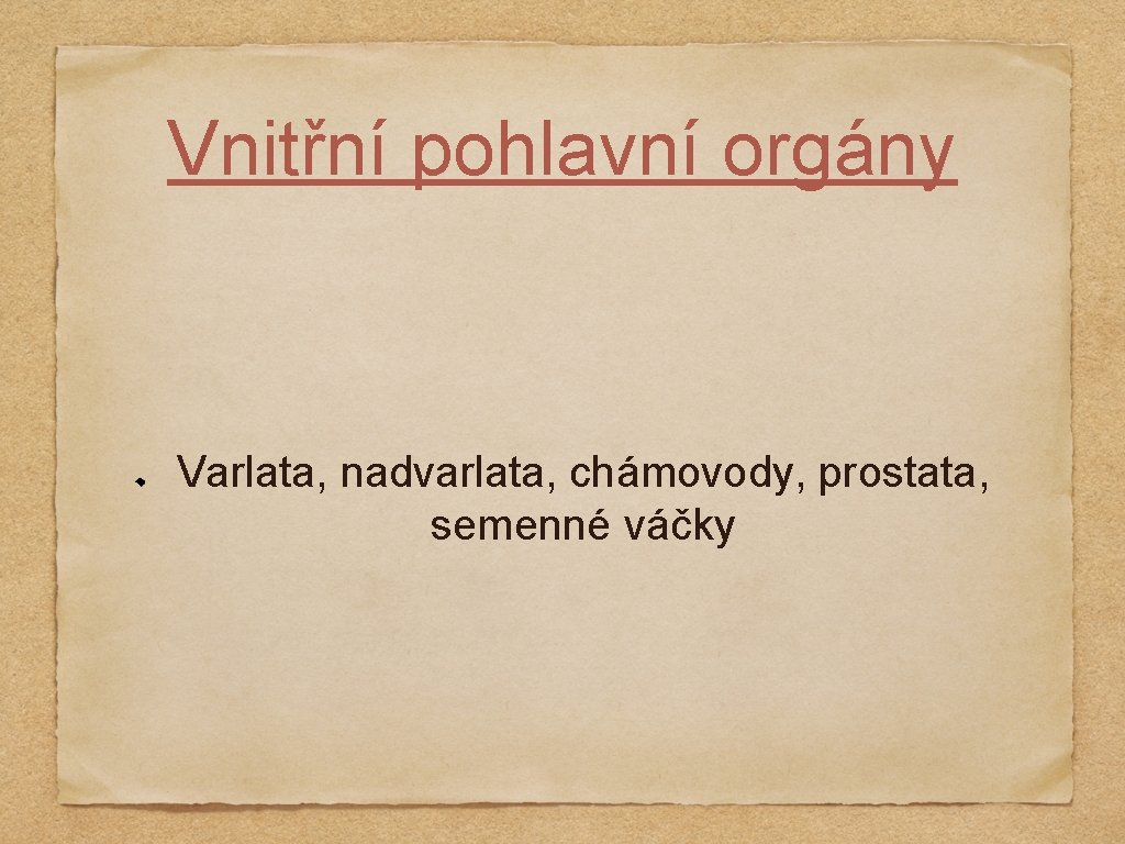 Vnitřní pohlavní orgány Varlata, nadvarlata, chámovody, prostata, semenné váčky 