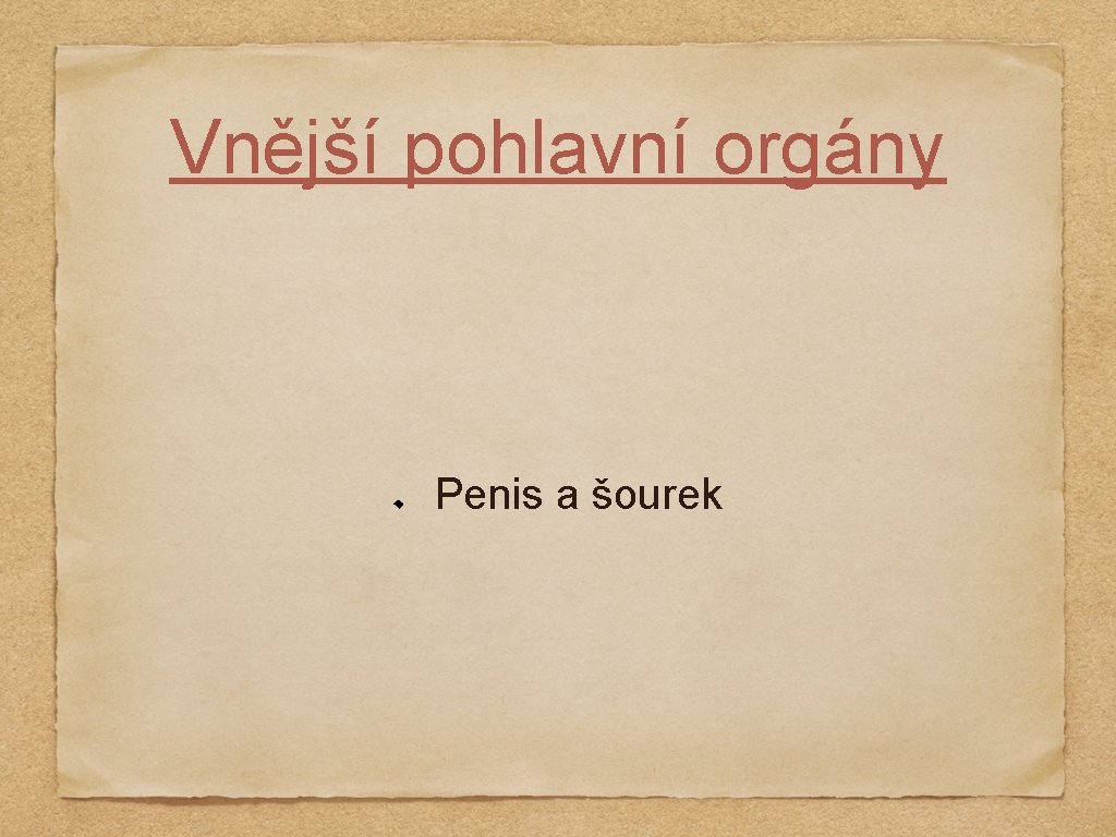 Vnější pohlavní orgány Penis a šourek 