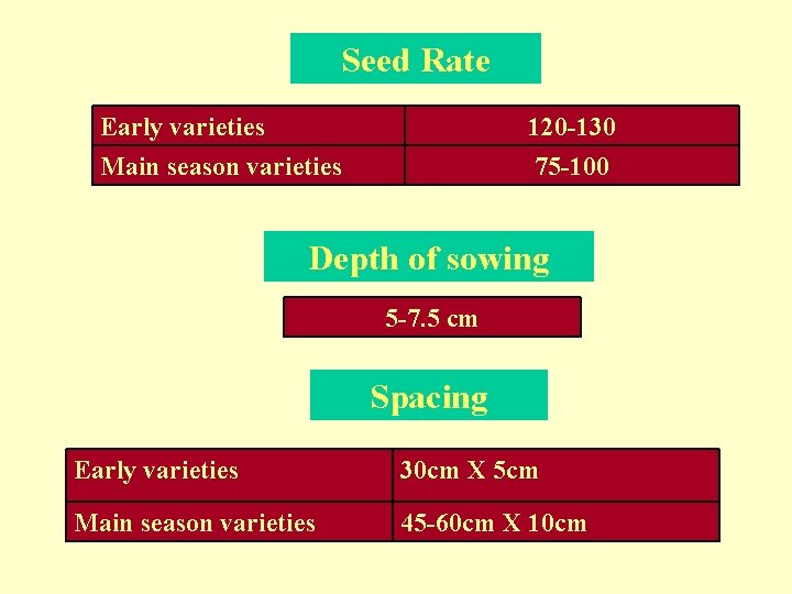 Seed Rate Early varieties Main season varieties 120 -130 75 -100 Depth of sowing