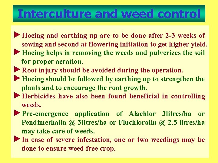 Interculture and weed control ►Hoeing and earthing up are to be done after 2