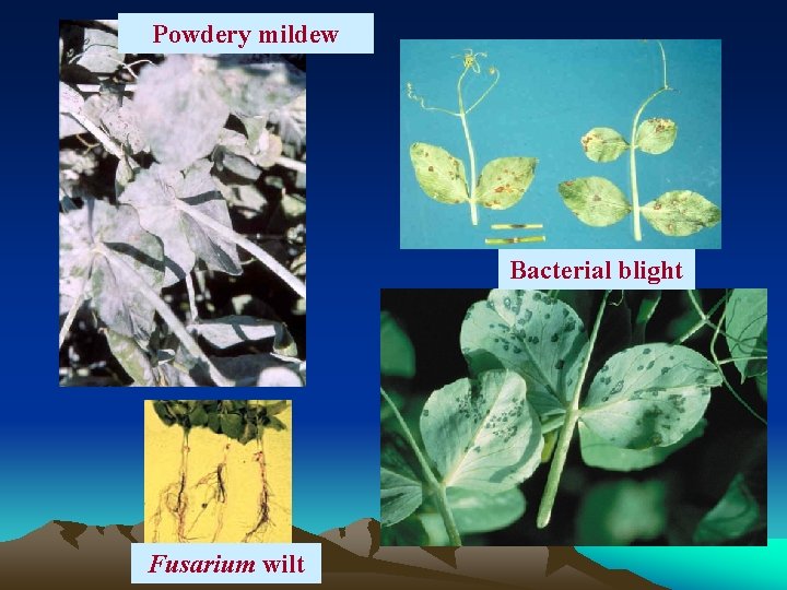 Powdery mildew Bacterial blight Fusarium wilt 