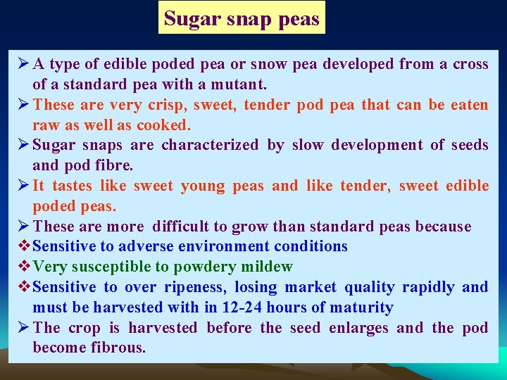 Sugar snap peas Ø A type of edible poded pea or snow pea developed