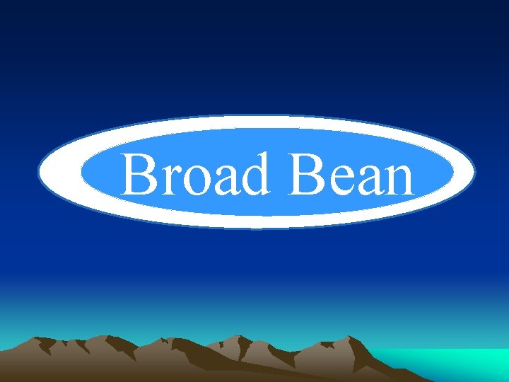 Broad Bean 
