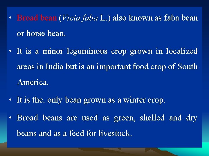  • Broad bean (Vicia faba L. ) also known as faba bean or