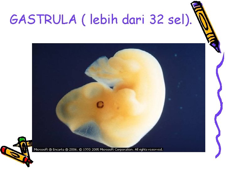 GASTRULA ( lebih dari 32 sel). 