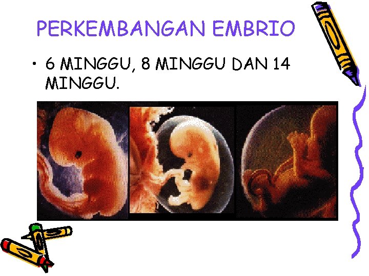 PERKEMBANGAN EMBRIO • 6 MINGGU, 8 MINGGU DAN 14 MINGGU. 