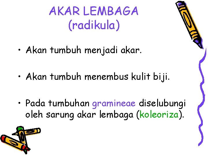 AKAR LEMBAGA (radikula) • Akan tumbuh menjadi akar. • Akan tumbuh menembus kulit biji.