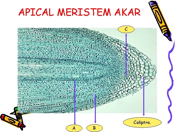 APICAL MERISTEM AKAR C A B Caliptra. 