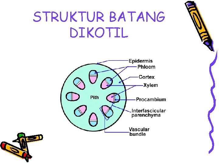 STRUKTUR BATANG DIKOTIL 