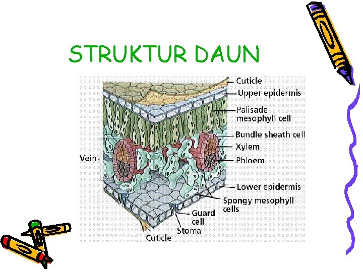 STRUKTUR DAUN 