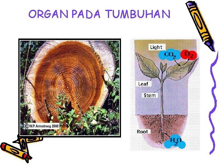 ORGAN PADA TUMBUHAN 