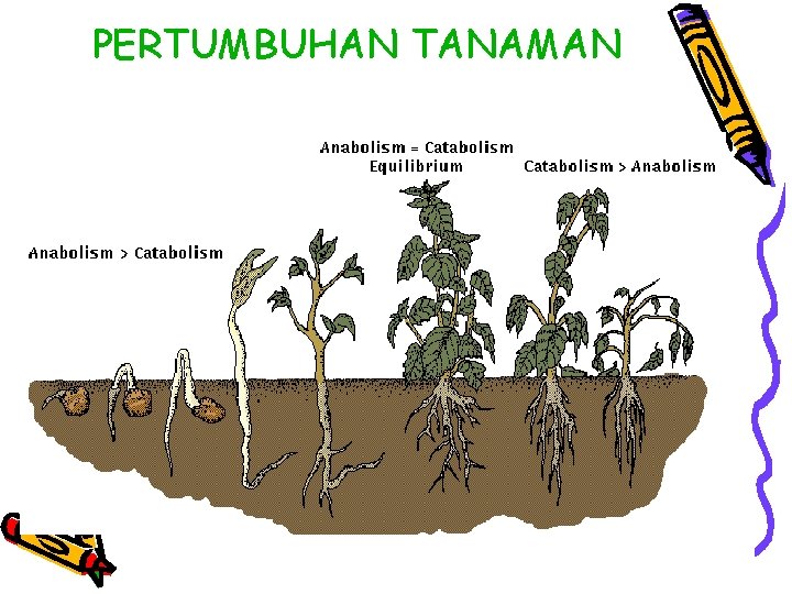 PERTUMBUHAN TANAMAN 