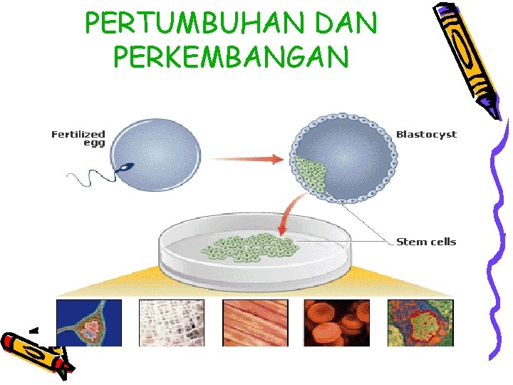 PERTUMBUHAN DAN PERKEMBANGAN 