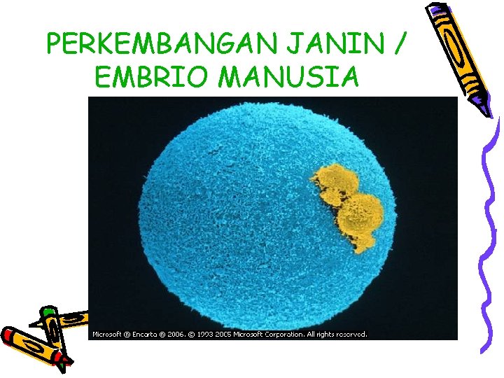 PERKEMBANGAN JANIN / EMBRIO MANUSIA 