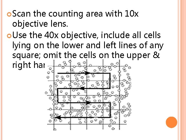  Scan the counting area with 10 x objective lens. Use the 40 x
