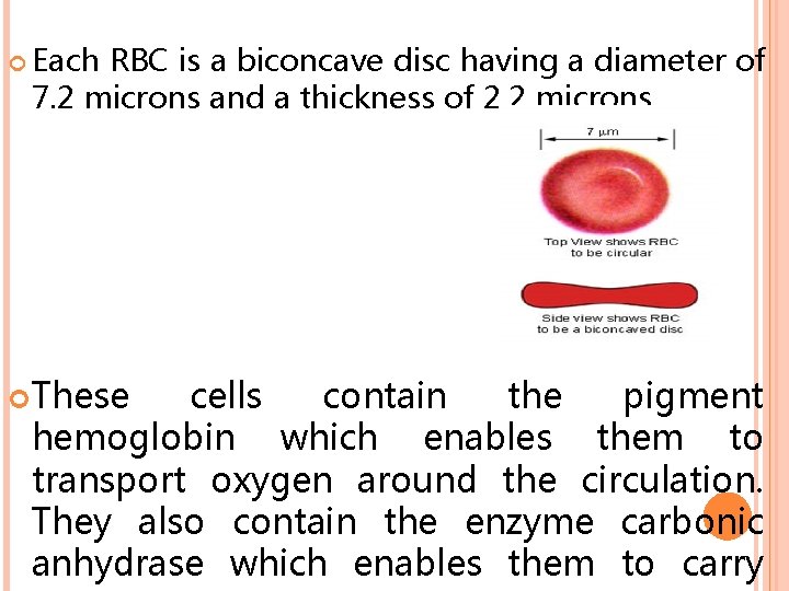  Each RBC is a biconcave disc having a diameter of 7. 2 microns