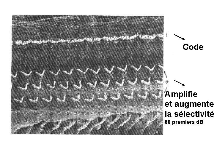 Code Amplifie et augmente la sélectivité 60 premiers d. B 
