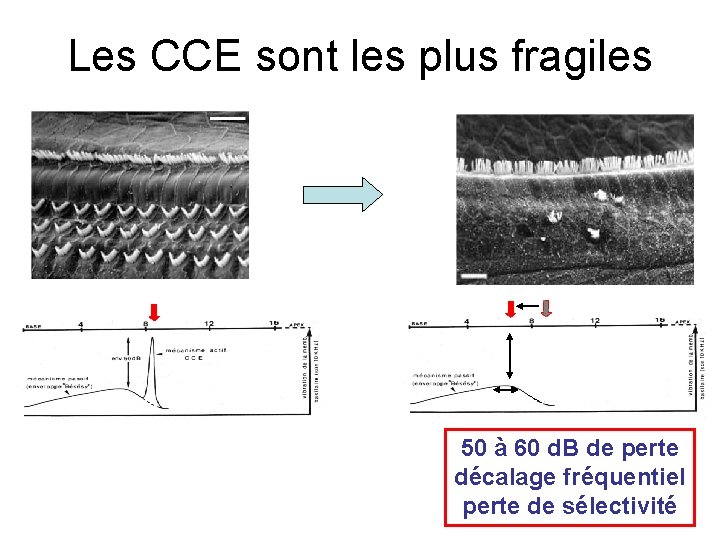 Les CCE sont les plus fragiles 50 à 60 d. B de perte décalage