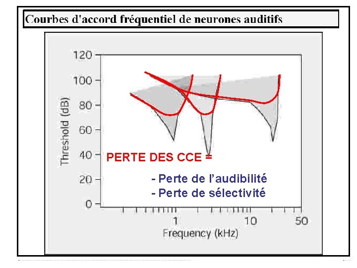 PERTE DES CCE = - Perte de l’audibilité - Perte de sélectivité 