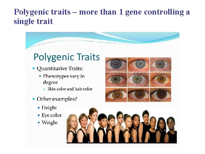 Polygenic traits – more than 1 gene controlling a single trait 