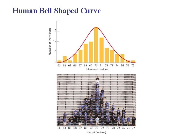 Human Bell Shaped Curve 