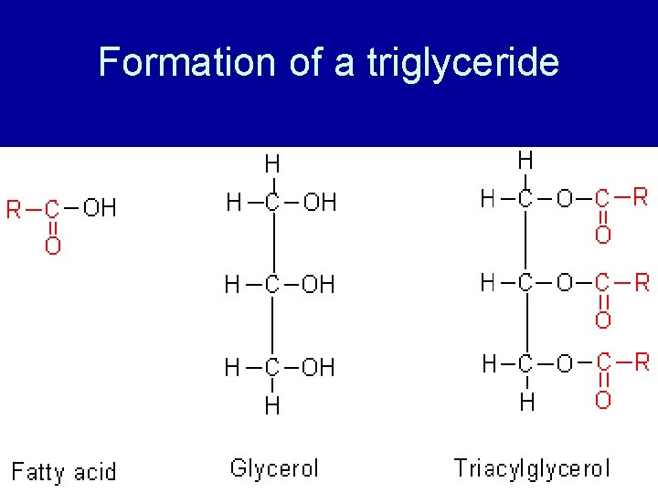 Formation of a triglyceride 