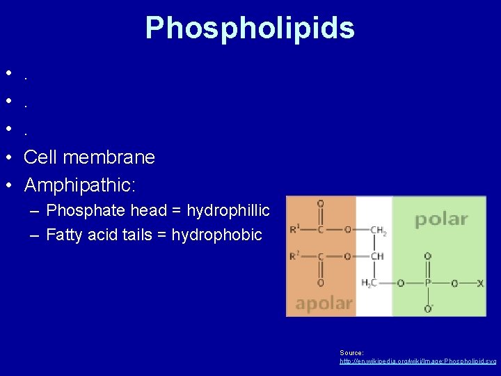 Phospholipids • • • . . . Cell membrane Amphipathic: – Phosphate head =