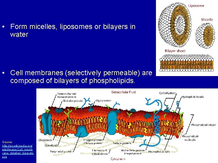  • Form micelles, liposomes or bilayers in water • Cell membranes (selectively permeable)