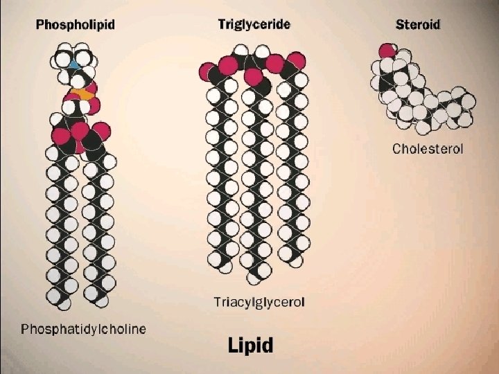 LIPIDS 