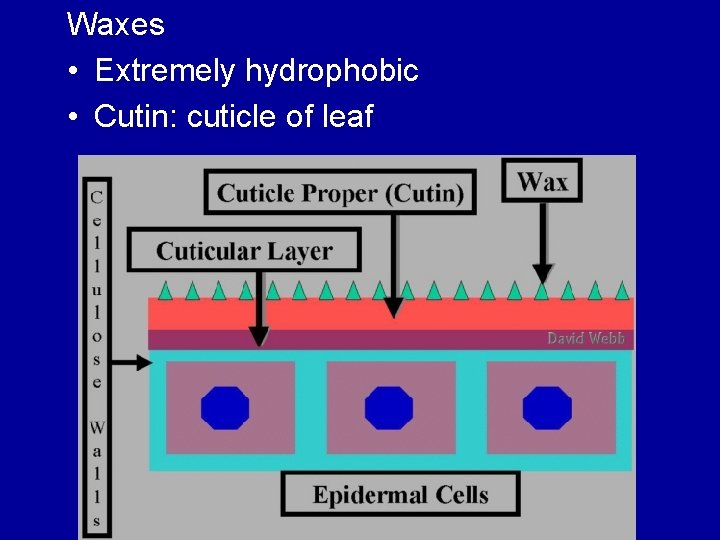 Waxes • Extremely hydrophobic • Cutin: cuticle of leaf 