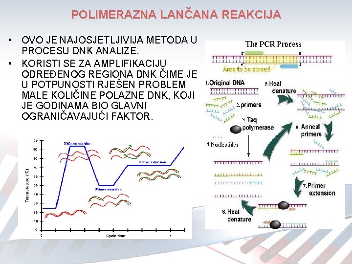 POLIMERAZNA LANČANA REAKCIJA • OVO JE NAJOSJETLJIVIJA METODA U PROCESU DNK ANALIZE. • KORISTI