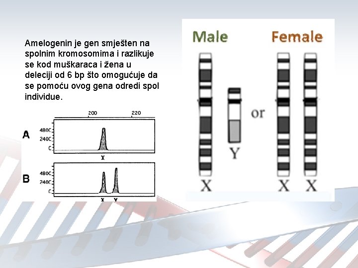 Amelogenin je gen smješten na spolnim kromosomima i razlikuje se kod muškaraca i žena