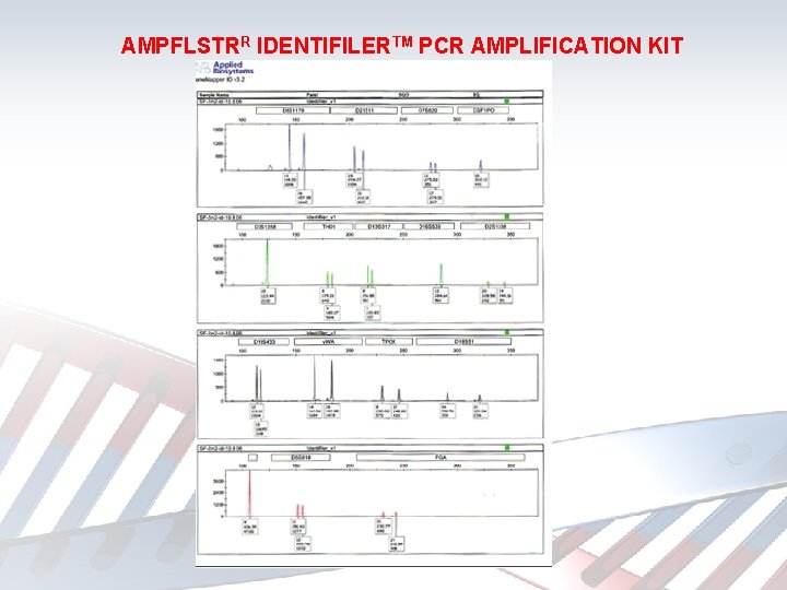 AMPFLSTRR IDENTIFILERTM PCR AMPLIFICATION KIT 